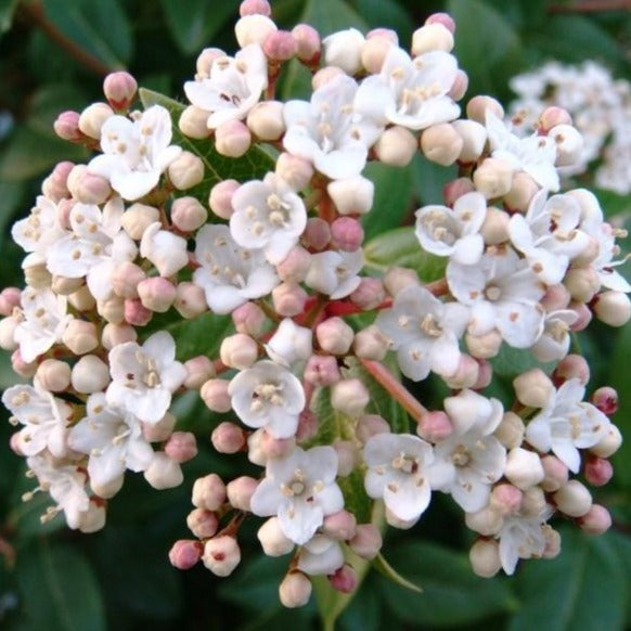 Spring Bouquet Viburnum