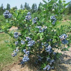 Bluecrop Blueberry Bush