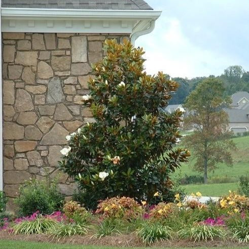 Little Gem Magnolia | Little Gem Magnolia Tree - 4-5 Feet