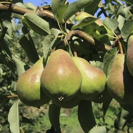 Fresh Bartlett Pears, Each