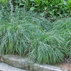 Carex Blue Zinger Sedge