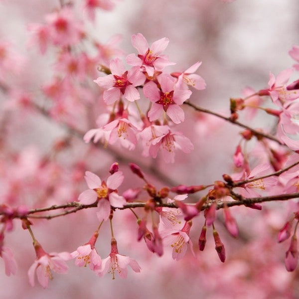 LSU Garden News: Cherry trees are showstoppers in the landscape