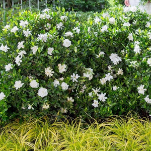 Jubilation Gardenia