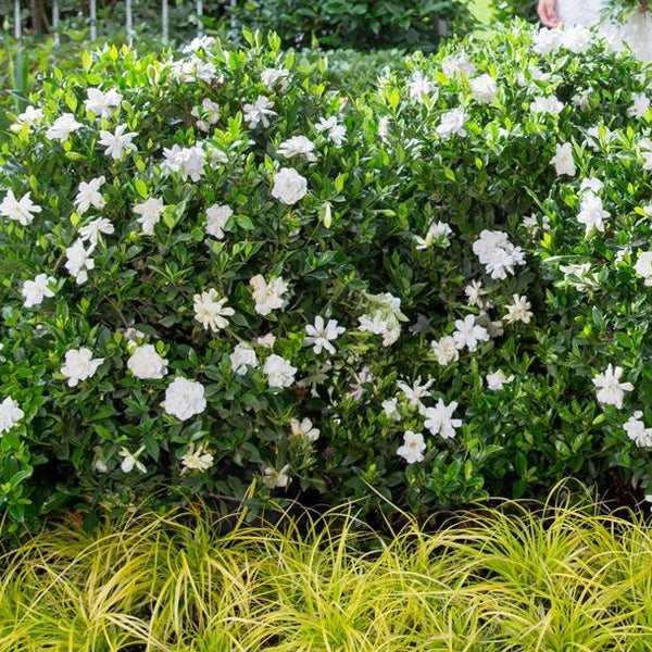 Jubilation Gardenia