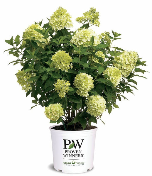 Limelight Hardy Hydrangea