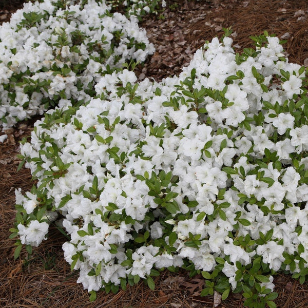 Autumn Angel Encore Azalea