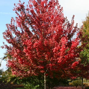 Brandywine Maple Tree