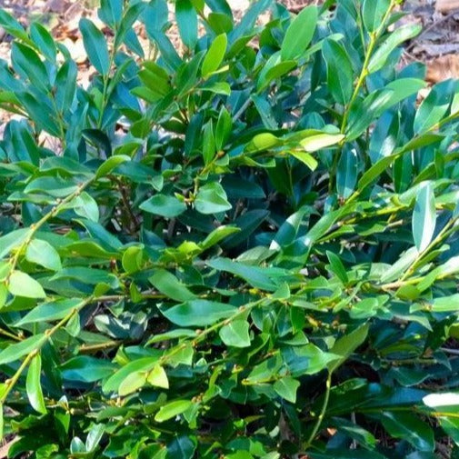 jade plant shrub Vintage Jade Distylium