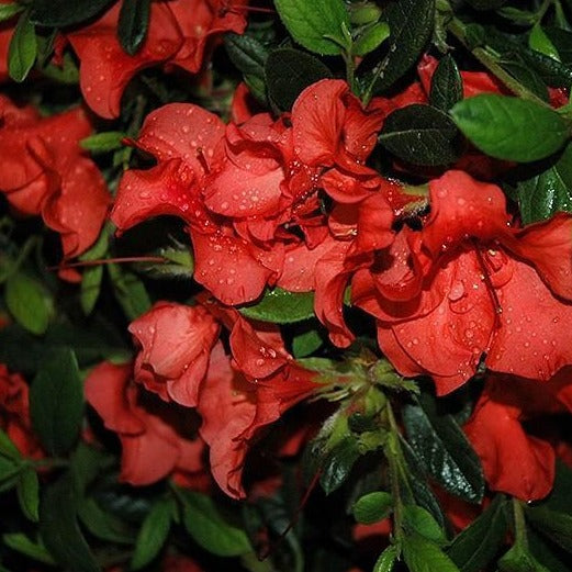 Autumn Sunset Encore Azalea