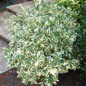 Silver King Euonymus