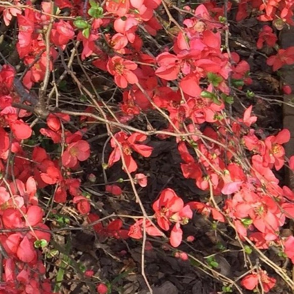 Red Flowering Quince