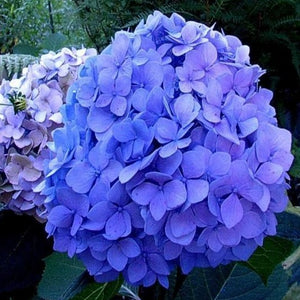 Nikko Blue Hydrangea