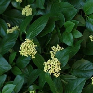 Barbara Ann Climbing Hydrangea Vine