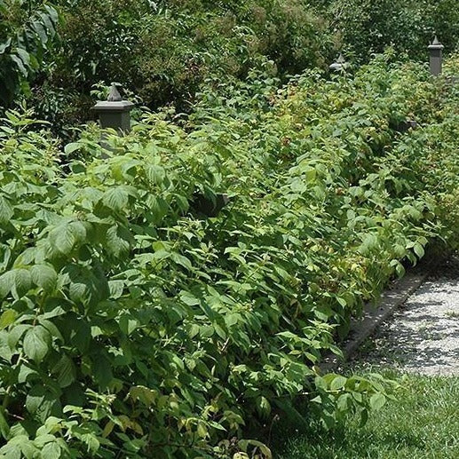 Red Raspberry Edge Bush Heritage Raspberry Bush | Enjoy Red Raspberries At Home - PlantingTree