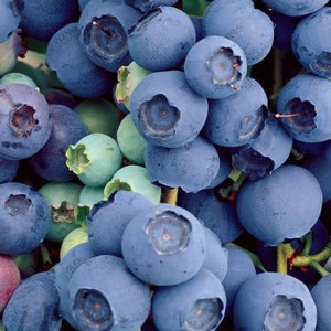 Bluecrop Blueberry Bush