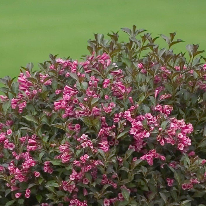 weigela plant fertilizer Fine Wine Weigela | Deer Tolerant Flowering Shrub
