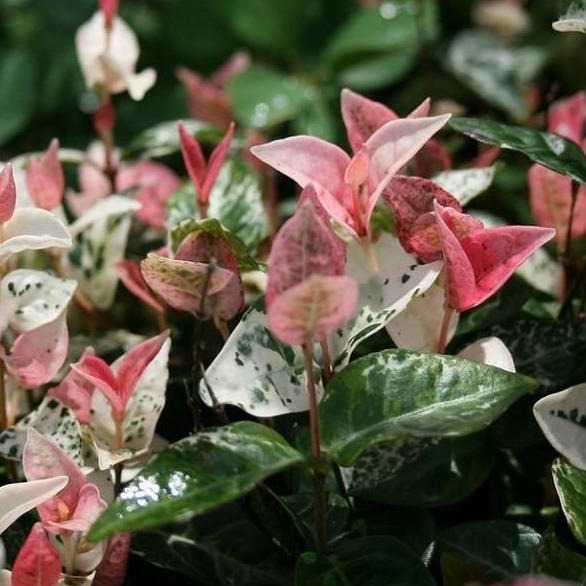 Asiatic jasmine shop