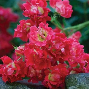 Red Drift Rose
