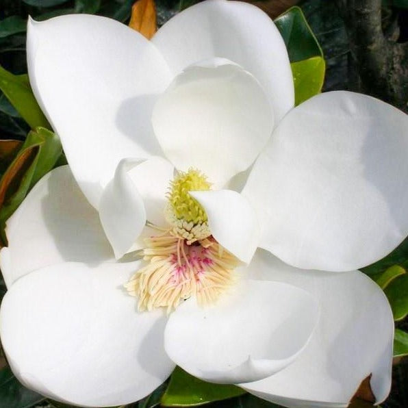 white lily magnolia D.D. Blanchard Southern Magnolia Tree