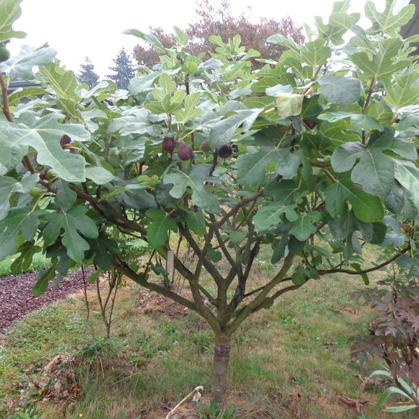 Chicago Cold Hardy Fig - PlantingTree