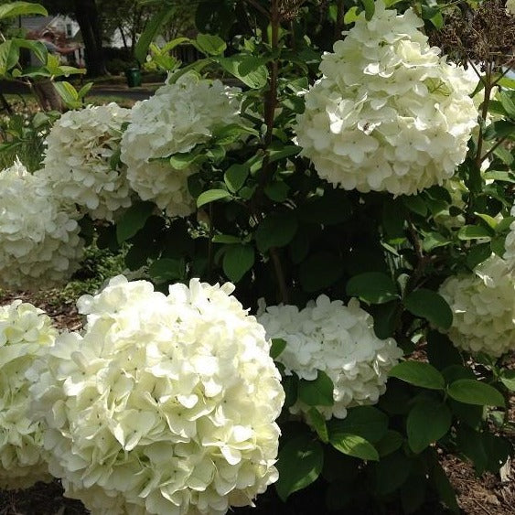 Chinese Snowball Bush