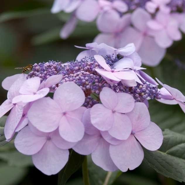 Twist-n-Shout Endless Summer Hydrangea - PlantingTree