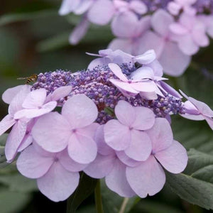 ♡aromantic hydrangea♡ Hydrangea macrophylla 'Endless Summer - Twist & Shout