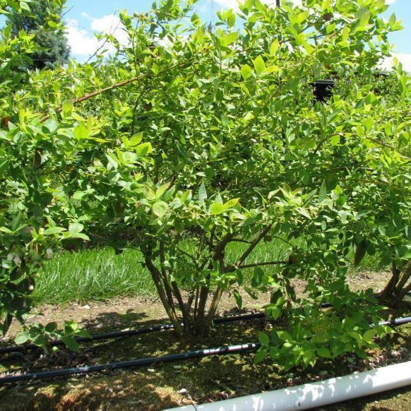 Georgia Gem Blueberry Bush