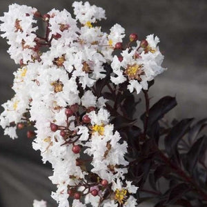 Moonlight Magic Crape Myrtle