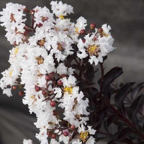 Moonlight Magic Crape Myrtle