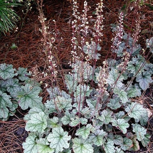 Silver Scrolls Heuchera 