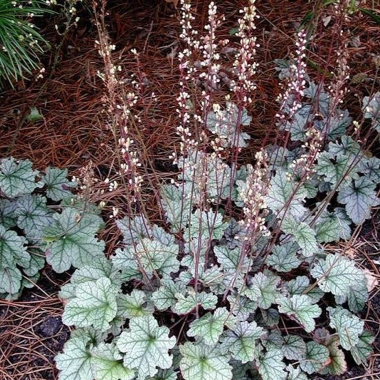 Silver Scrolls Heuchera 