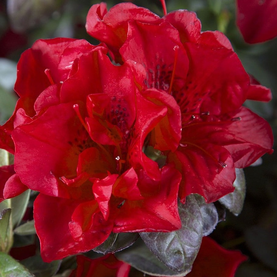 Autumn shop fire azalea
