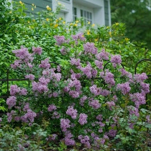 Bloomerang Dark Purple Lilac