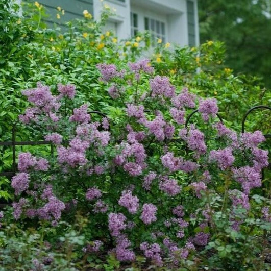 Bloomerang Dark Purple Lilac