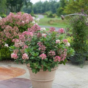 Little Quick Fire Hydrangea