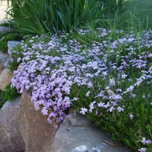 Emerald Blue Creeping Phlox