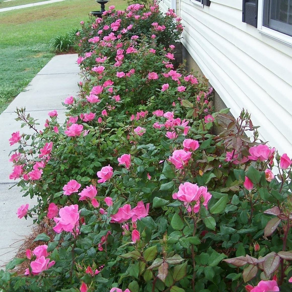 Image of Pink knockout rose bush