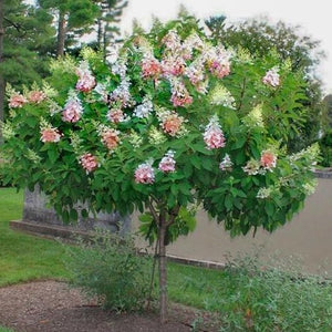 Pinky Winky Hydrangea Tree