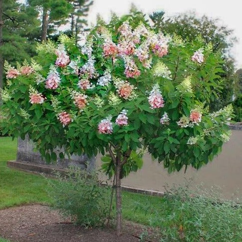Pinky Winky Hydrangea Tree