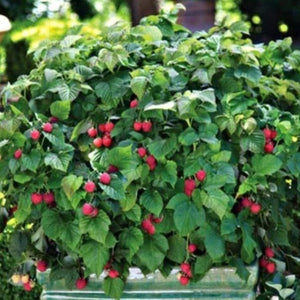 Bushel and Berry Raspberry Shortcake