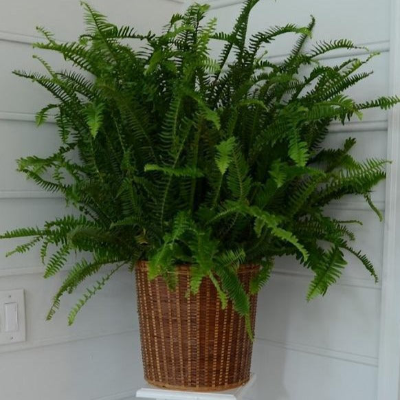 Kimberly Queen Fern