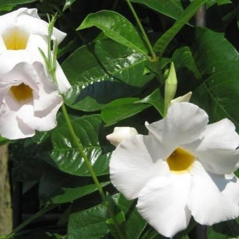 White Mandevilla Vine