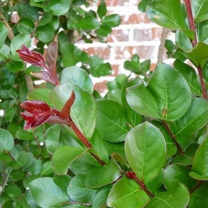 Coral Magic Crape Myrtle