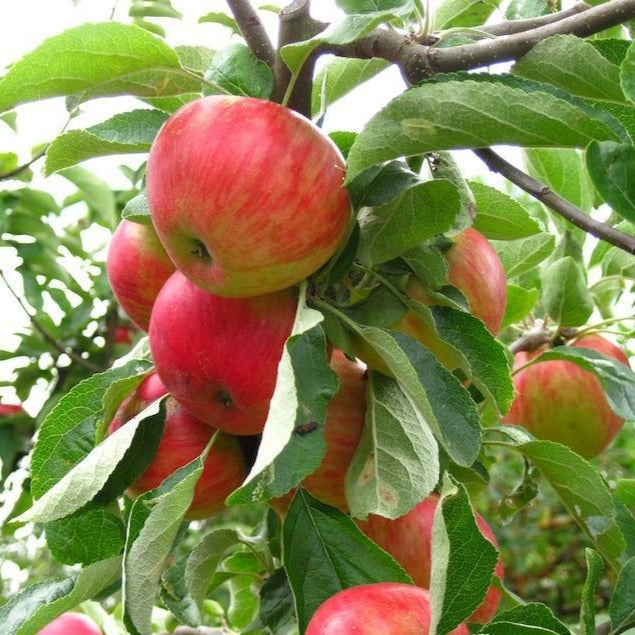 Dwarf Gala Apple Tree - One of the earliest to ripen! (2 years old