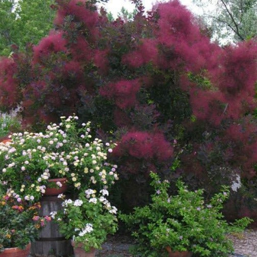 Royal Purple Smoke Tree - PlantingTree Royal Purple Smoke Tree - PlantingTree