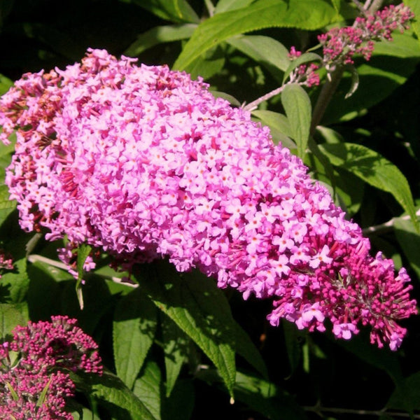 Pink Delight Butterfly Bush