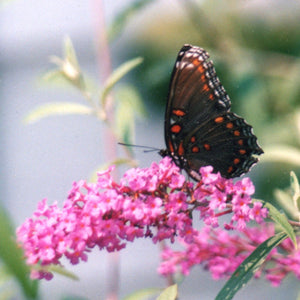 Pink Delight Butterfly Bush