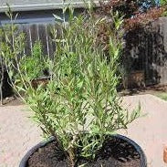planting goji seeds Goji Berry Shrub | Grow Your Own Fruit At Home