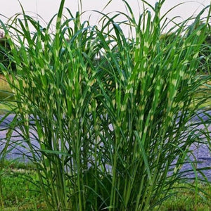 Porcupine Miscanthus Maiden Grass